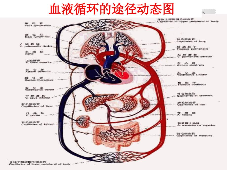 人教版生七年级下册第四章第三节输送血液的泵——心脏共17张PPT_第3页