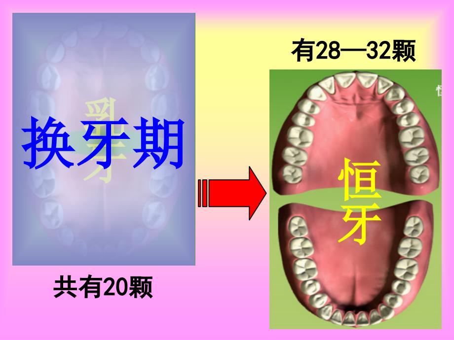 一年级上活动1换牙期的自我保护_第3页