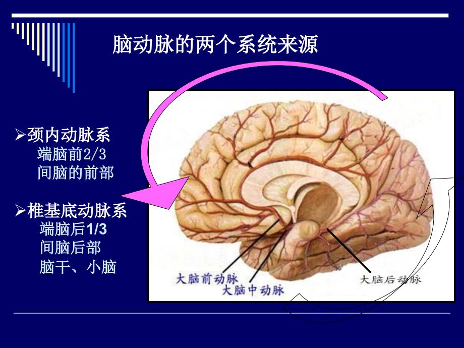 大脑的解剖课件_第3页