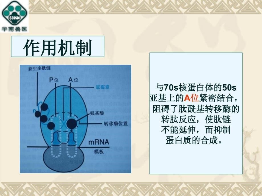 氯霉素类药物在兽医临床上应用及其残留研究进展_第5页