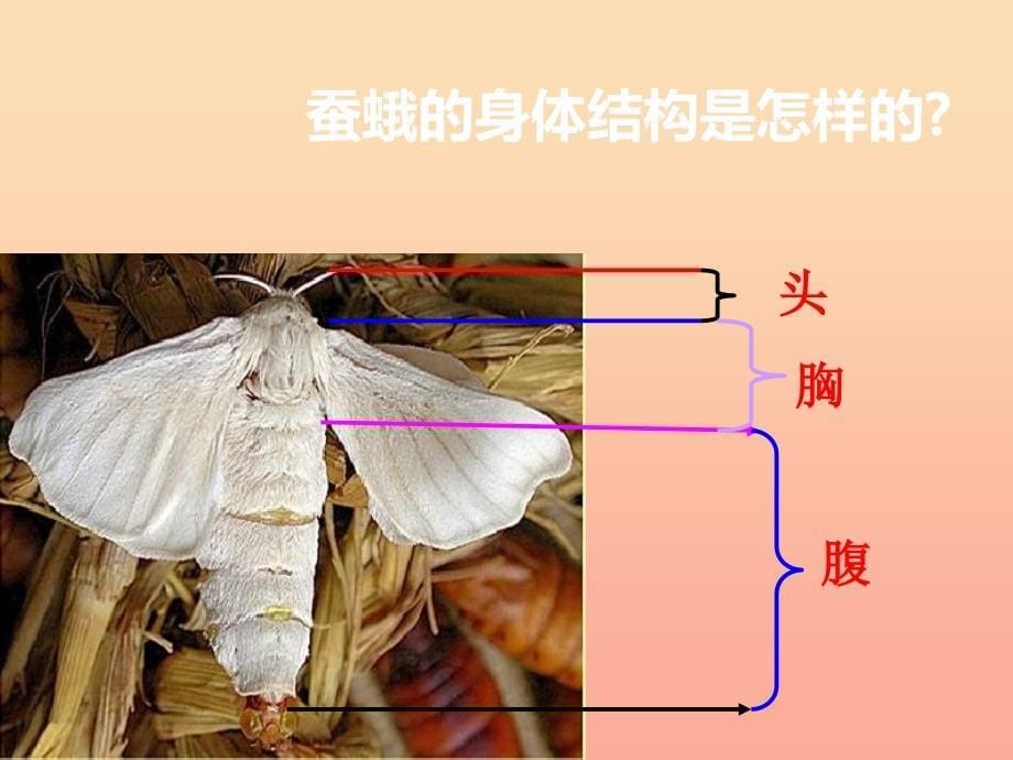 三年级科学下册动物的生命周期4蛹变成了什么课件3教科版_第5页