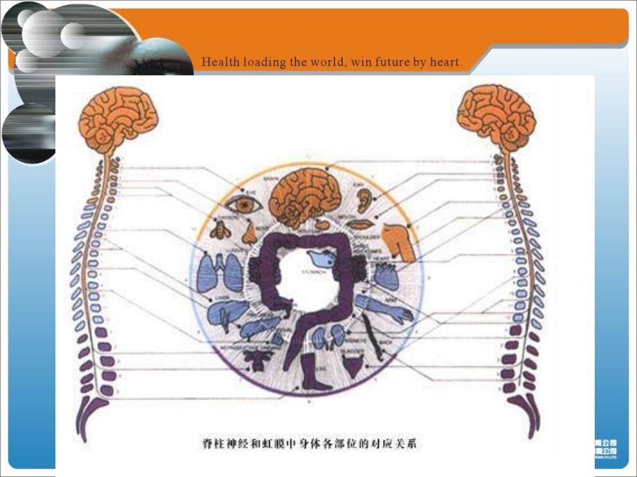 图解虹膜学051110_第2页