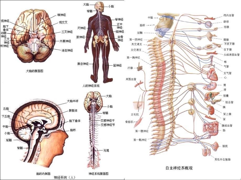 图解虹膜学051110_第5页