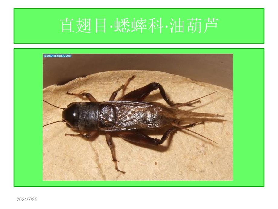 农业昆虫分类识别课件_第4页