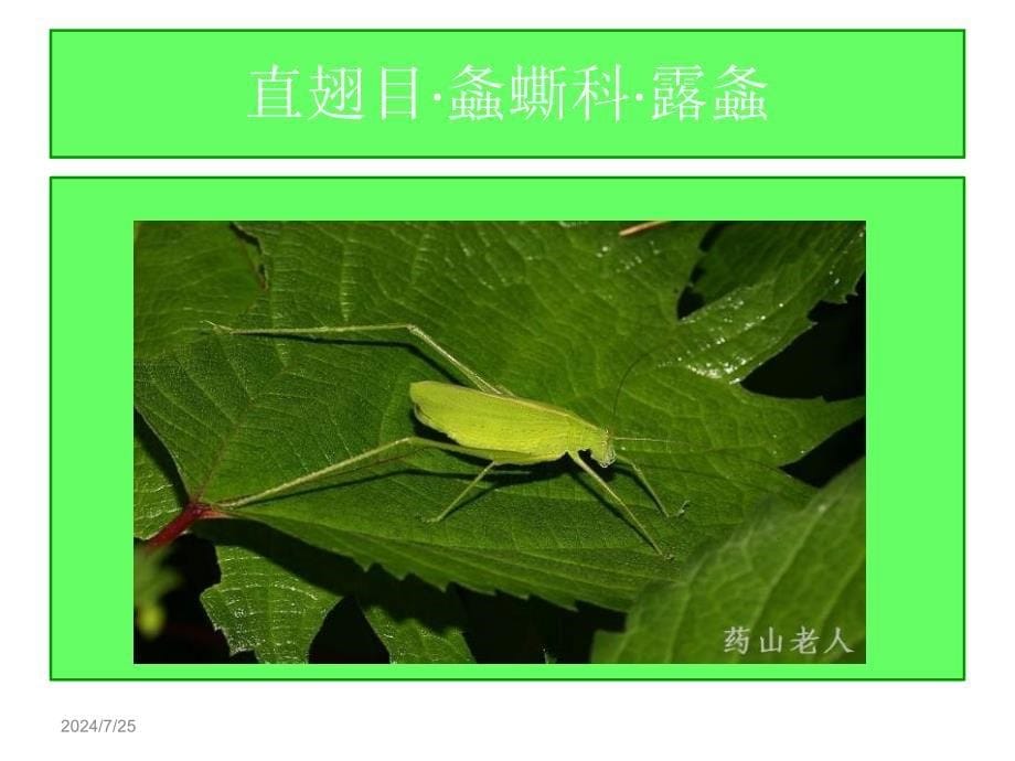 农业昆虫分类识别课件_第5页