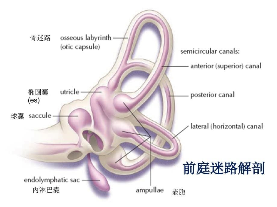 BPPV诊治_第5页