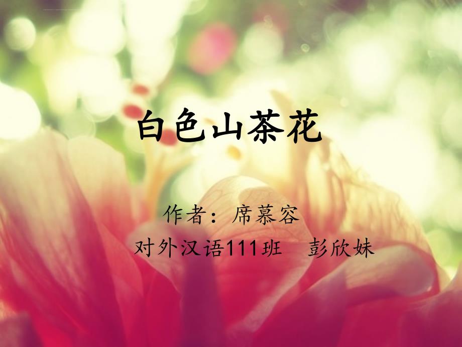 白色山茶花ppt课件_第1页