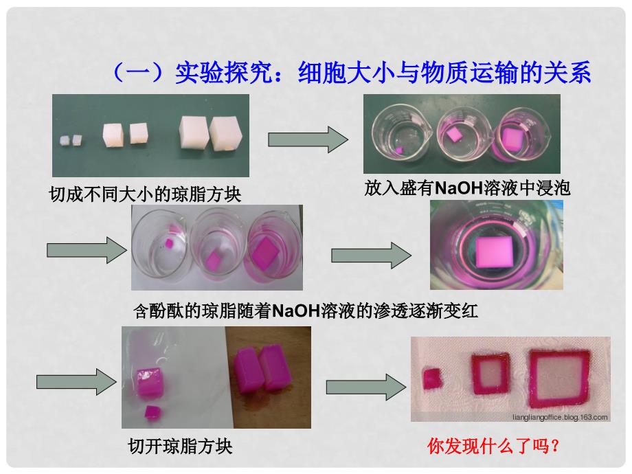 高中生物 6.1 细胞的增殖课件 新人教版必修1_第4页