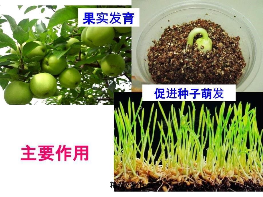 其他植物激素课件_第5页