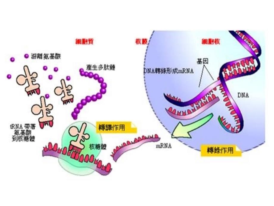 基因表达第四章的复习2_第3页