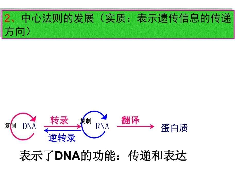 基因表达第四章的复习2_第5页