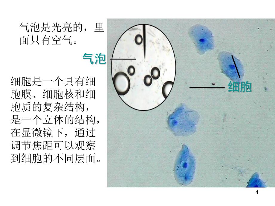 细胞膜系统的边界_第4页