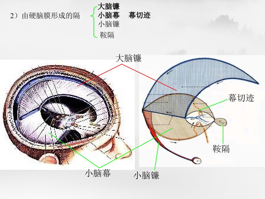 语言的生物基础脑和脊髓的被摸血管及脑脊液循环_第4页