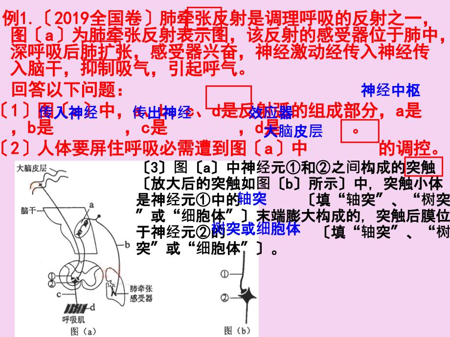 侯凤霞通过神经系统的调节第1课时ppt课件_第2页