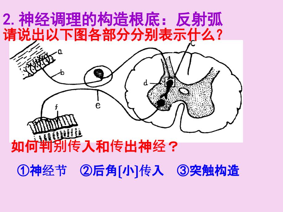 侯凤霞通过神经系统的调节第1课时ppt课件_第4页