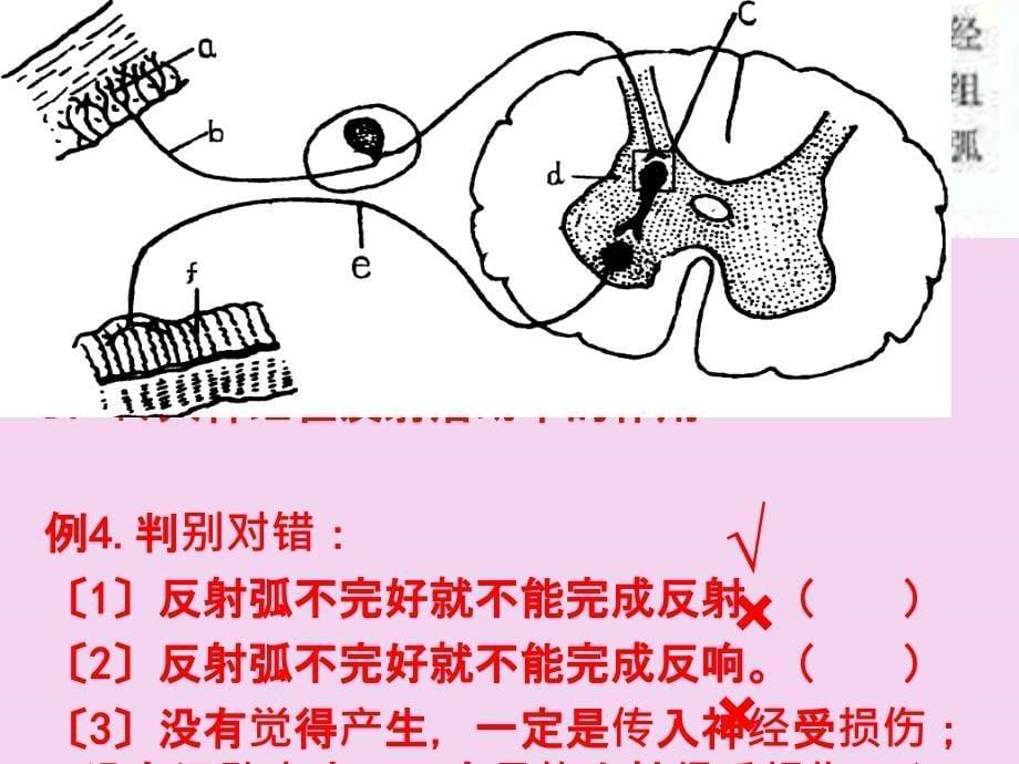 侯凤霞通过神经系统的调节第1课时ppt课件_第5页