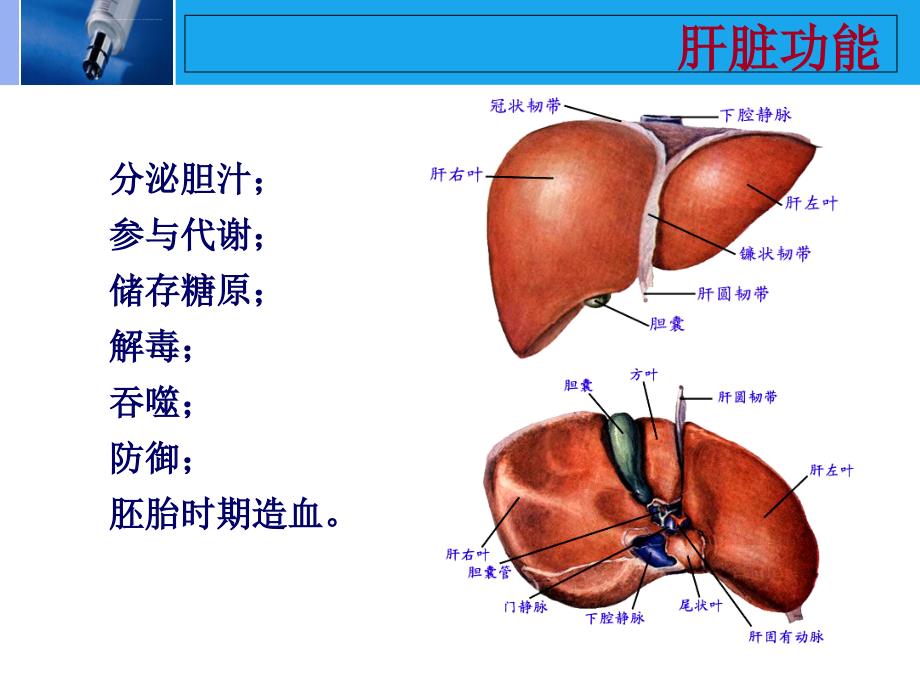 肝脏的CT影像诊断最全版ppt课件_第3页