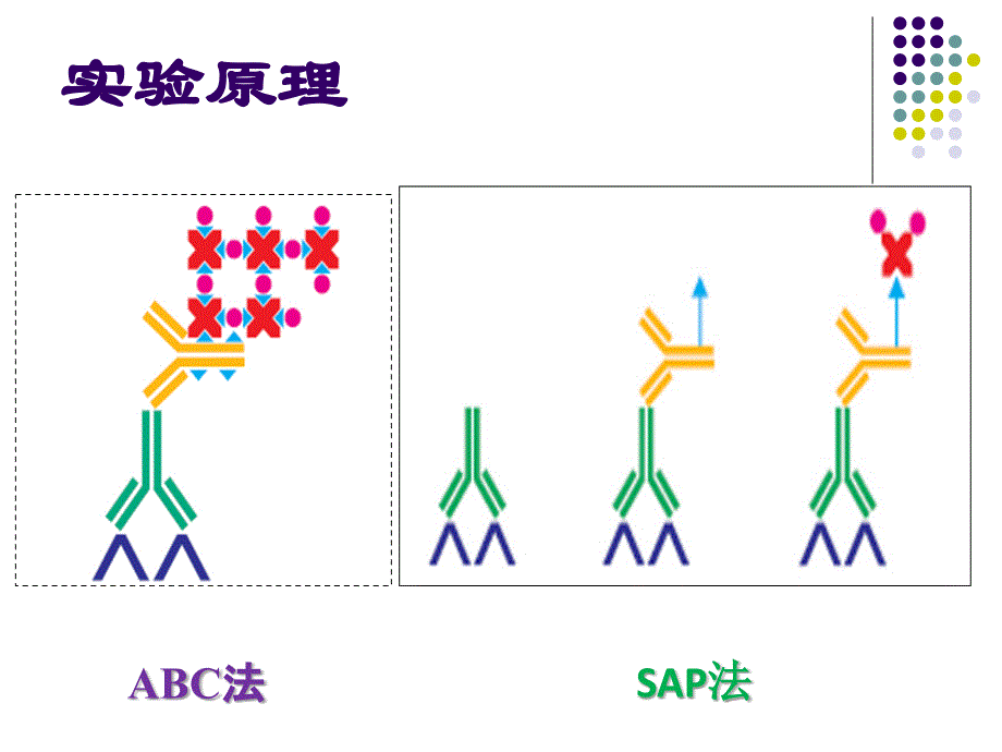 碱磷酸酶标记的链霉亲和素生物素法SAP法_第3页