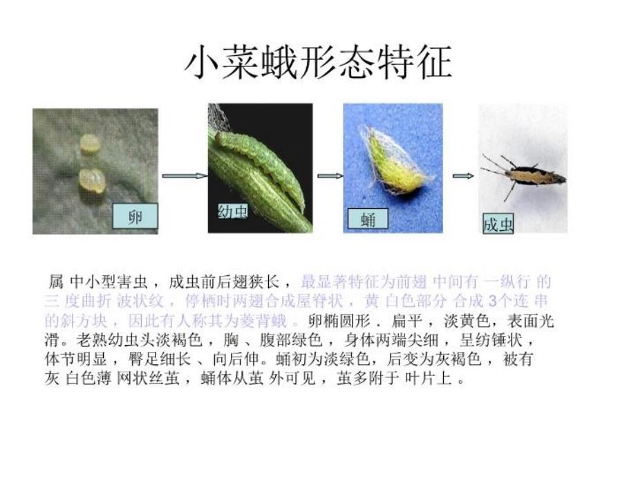 最新十字花科病虫害精品课件_第3页