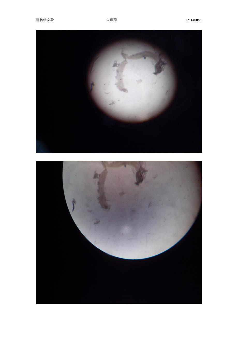 果蝇唾液腺染色体的制片与观察.doc_第4页