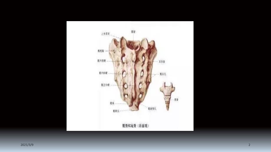如何诊断骶尾骨骨折PPT课件_第2页