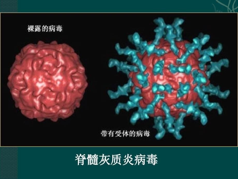 神奇的微生物课件_第5页