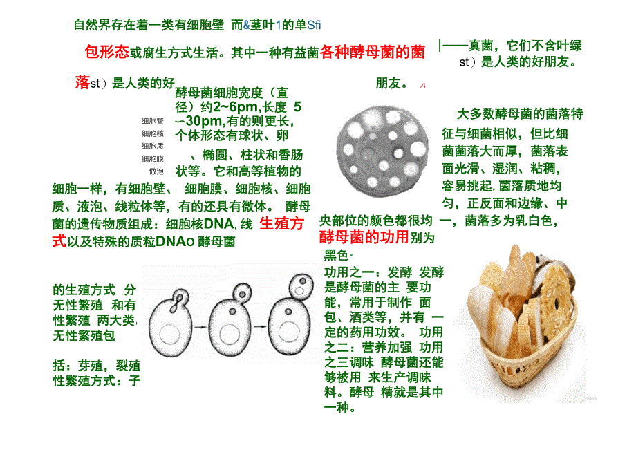 有益真菌与人类_第1页