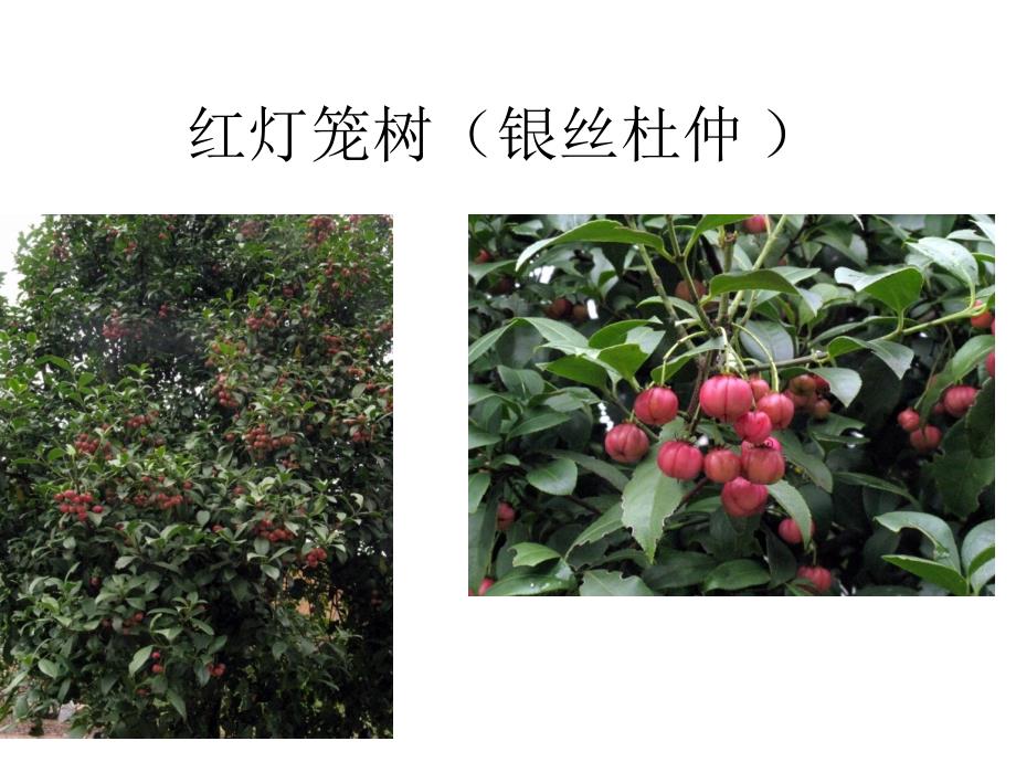 红灯笼树(银丝杜_第1页