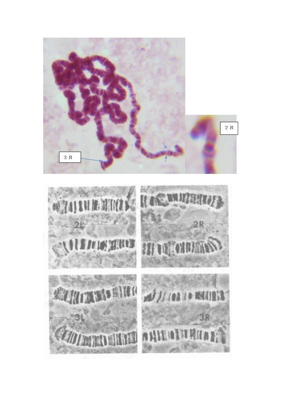 果蝇唾腺染色体标本的制备和观察.doc_第3页