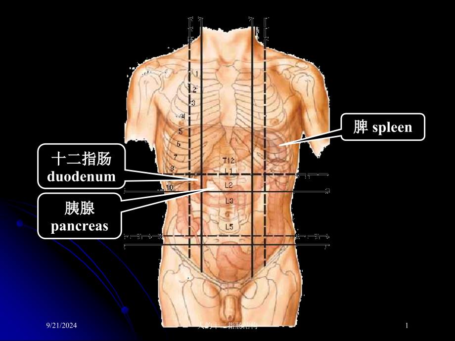 人的十二指肠结构课件_第1页
