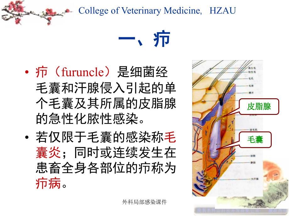 外科局部感染课件_第2页