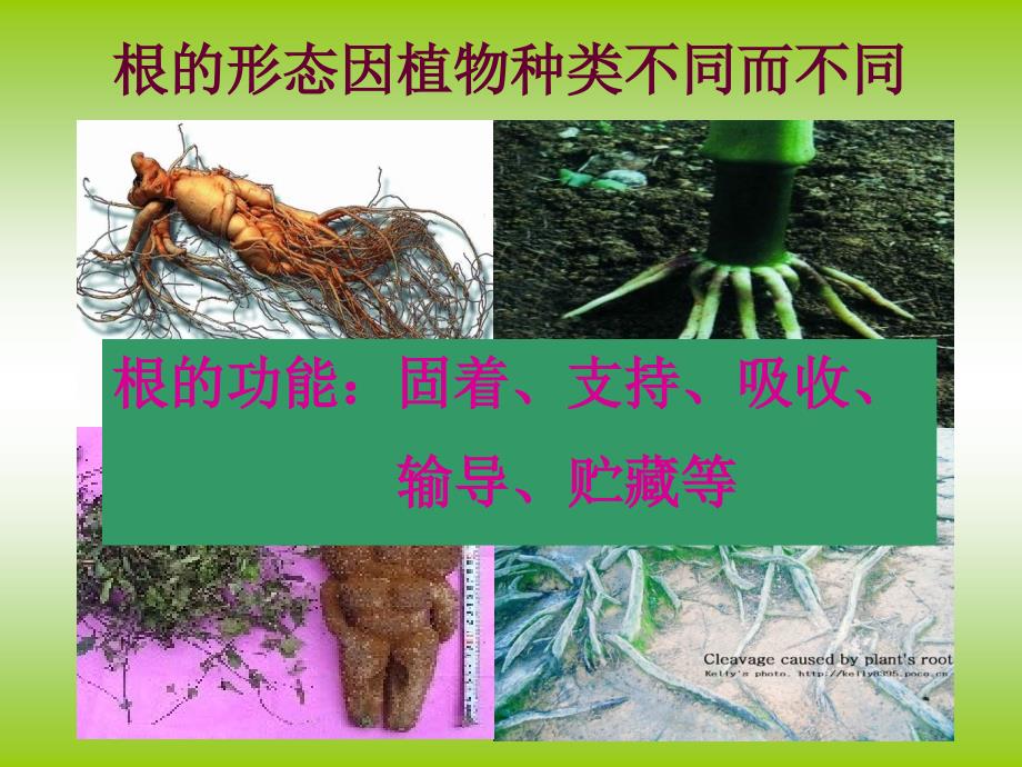 《植物根的生长》课件_第3页