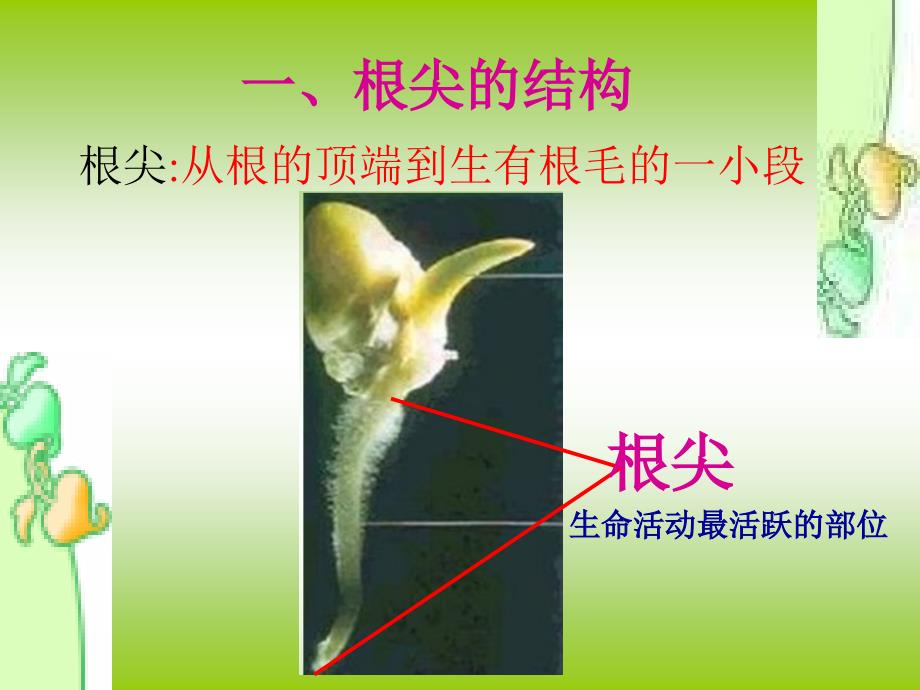 《植物根的生长》课件_第4页