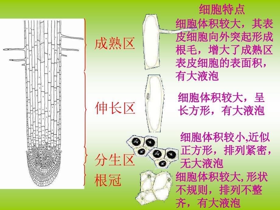 《植物根的生长》课件_第5页