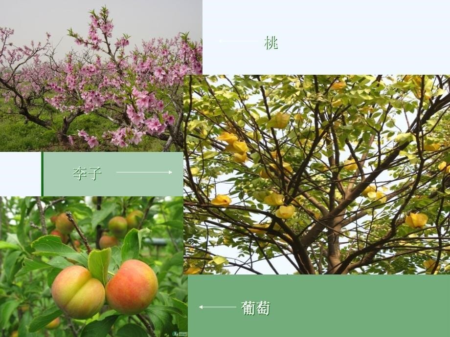 常见家庭园艺植物介绍_第5页