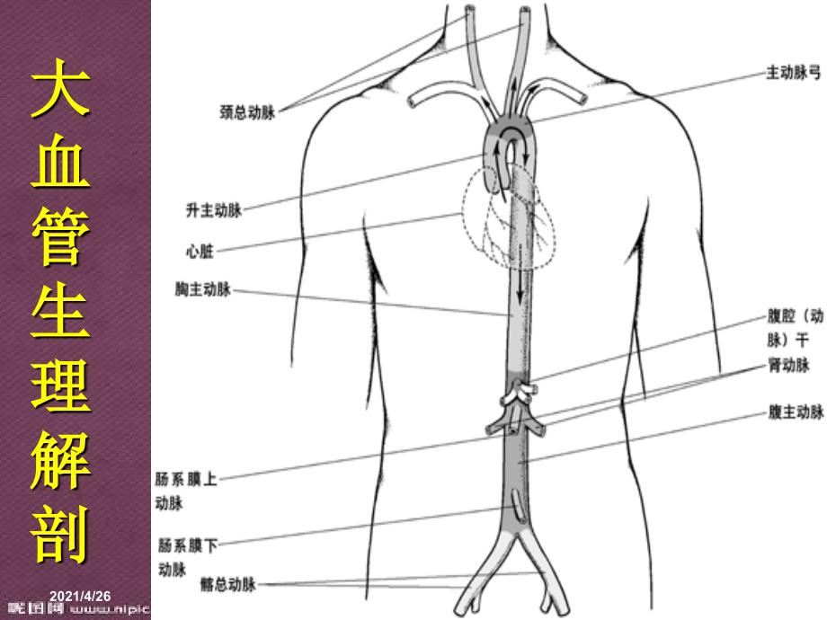 主动脉夹层护理_第4页