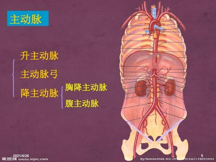 主动脉夹层护理_第5页