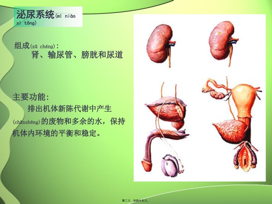 医学专题—第6节-泌尿系统3255_第2页