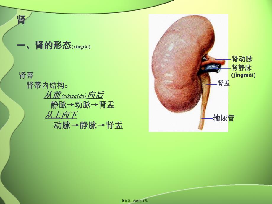 医学专题—第6节-泌尿系统3255_第3页