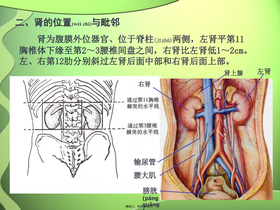 医学专题—第6节-泌尿系统3255_第4页