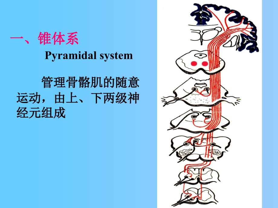 《运动传导通路》PPT课件_第3页