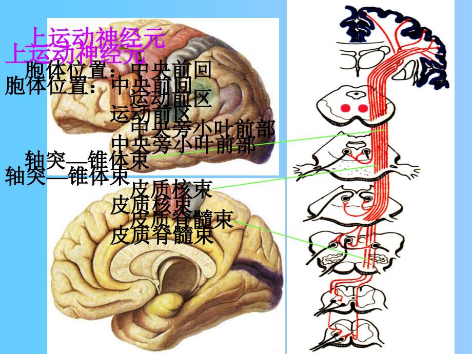 《运动传导通路》PPT课件_第4页