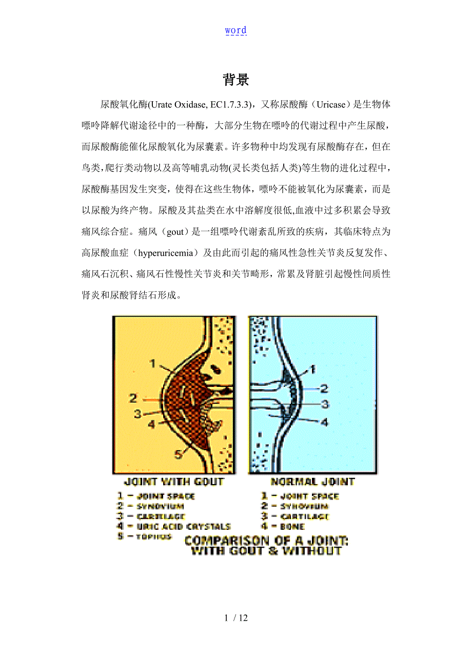 尿酸氧化酶Urate_第1页