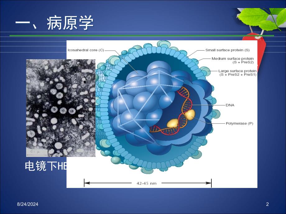 慢性乙肝诊治.ppt_第2页