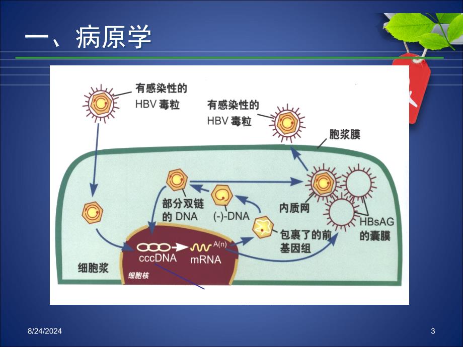 慢性乙肝诊治.ppt_第3页