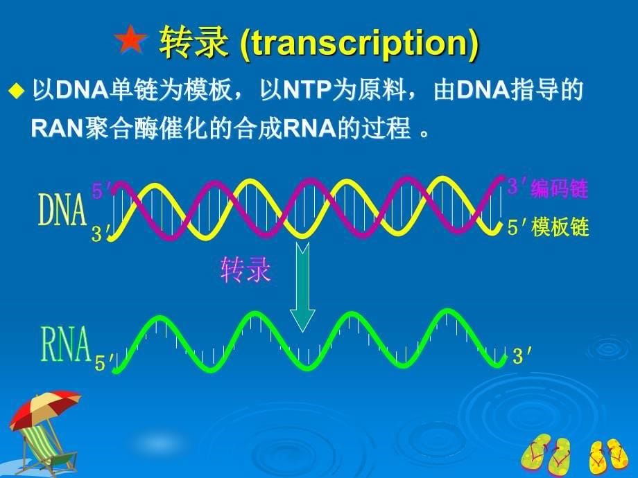 生物化学：第十六章 RNA的生物合成_第5页