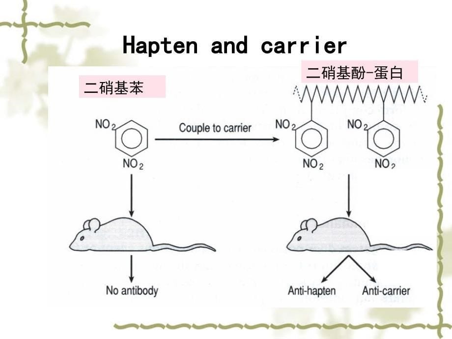 医学免疫学：第三章 抗原_第5页