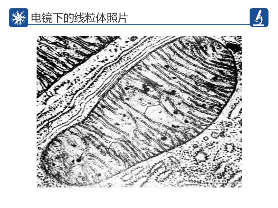 细胞器的亚显微结构和功能_第3页