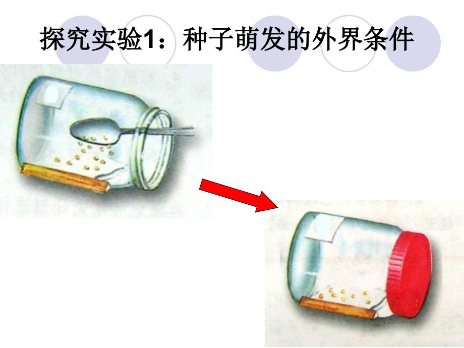 第一节种子的萌发_第3页