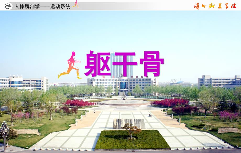 人体解剖学躯干骨ppt课件_第1页